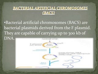 •Bacterial artificial chromosomes (BACS) are
bacterial plasmids derived from the F plasmid.
They are capable of carrying up to 300 kb of
DNA.
 