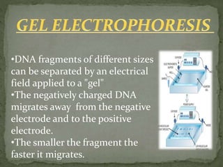 •DNA fragments of different sizes
can be separated by an electrical
field applied to a "gel"
•The negatively charged DNA
migrates away from the negative
electrode and to the positive
electrode.
•The smaller the fragment the
faster it migrates.
 
