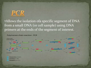 •Allows the isolation ofa specific segment of DNA
from a small DNA (or cell sample) using DNA
primers at the ends of the segment of interest.
 