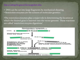 Step-2.Cuttingthe geneat the recognition sites.
• DNA can be cut into large fragments by mechanical shearing.
• Restriction enzymes are the scissors of molecular genetics.
•The restriction enzymes play a major role in determining the location at
which the desired gene is inserted into the vector genome. These reactions
are called ‘restriction enzyme digestions’.
 
