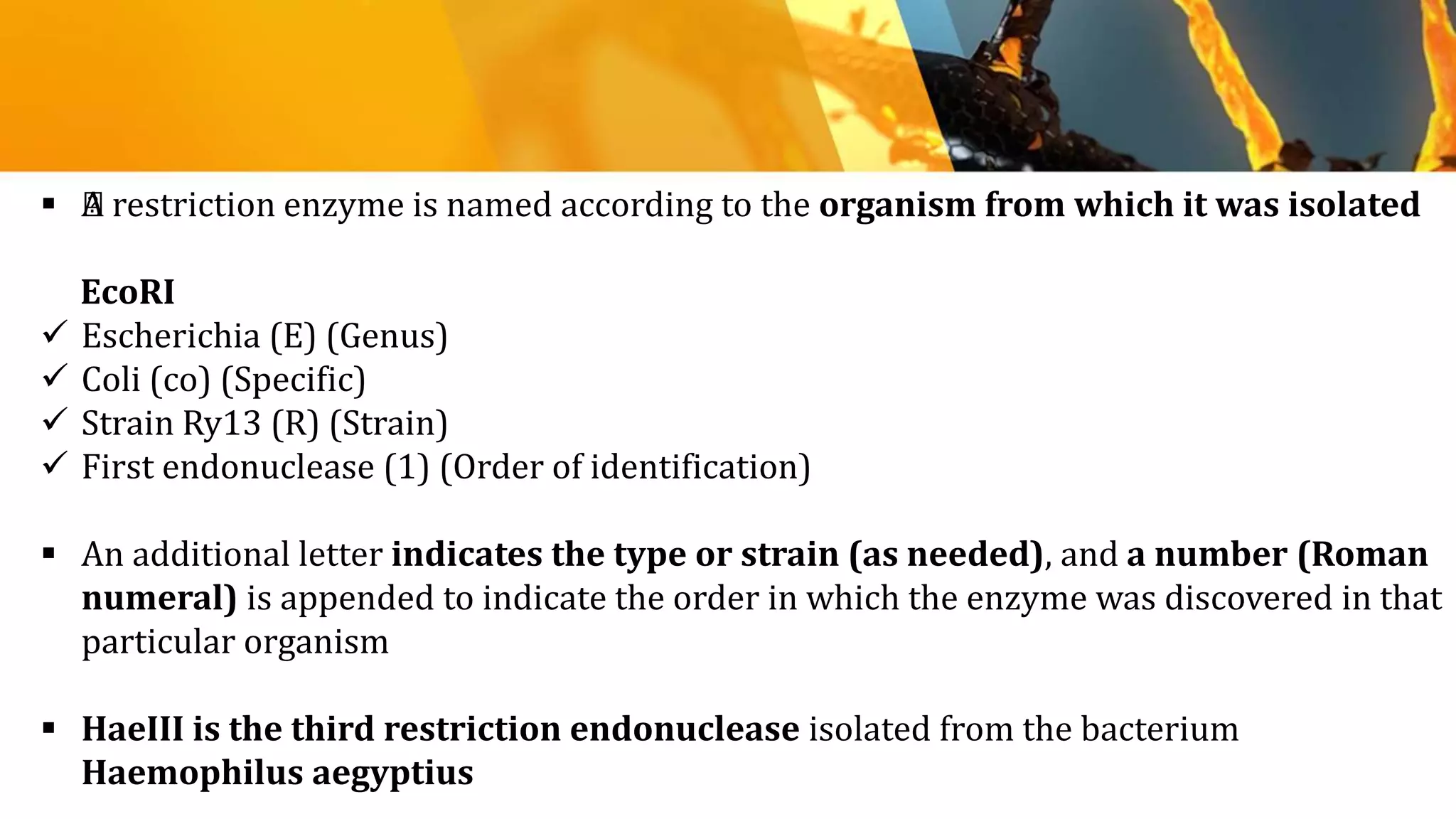  ﻿A restriction enzyme is named according to the organism from which it was isolated
EcoRI
 Escherichia (E) (Genus)
 Coli (co) (Specific)
 Strain Ry13 (R) (Strain)
 First endonuclease (1) (Order of identification)
 An additional letter indicates the type or strain (as needed), and a number (Roman
numeral) is appended to indicate the order in which the enzyme was discovered in that
particular organism
 HaeIII is the third restriction endonuclease isolated from the bacterium
Haemophilus aegyptius
 