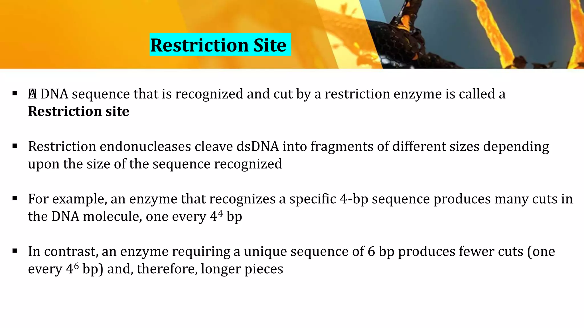 Restriction Site
 ﻿A DNA sequence that is recognized and cut by a restriction enzyme is called a
Restriction site
 Restriction endonucleases cleave dsDNA into fragments of different sizes depending
upon the size of the sequence recognized
 For example, an enzyme that recognizes a specific 4-bp sequence produces many cuts in
the DNA molecule, one every 44 bp
 In contrast, an enzyme requiring a unique sequence of 6 bp produces fewer cuts (one
every 46 bp) and, therefore, longer pieces
 