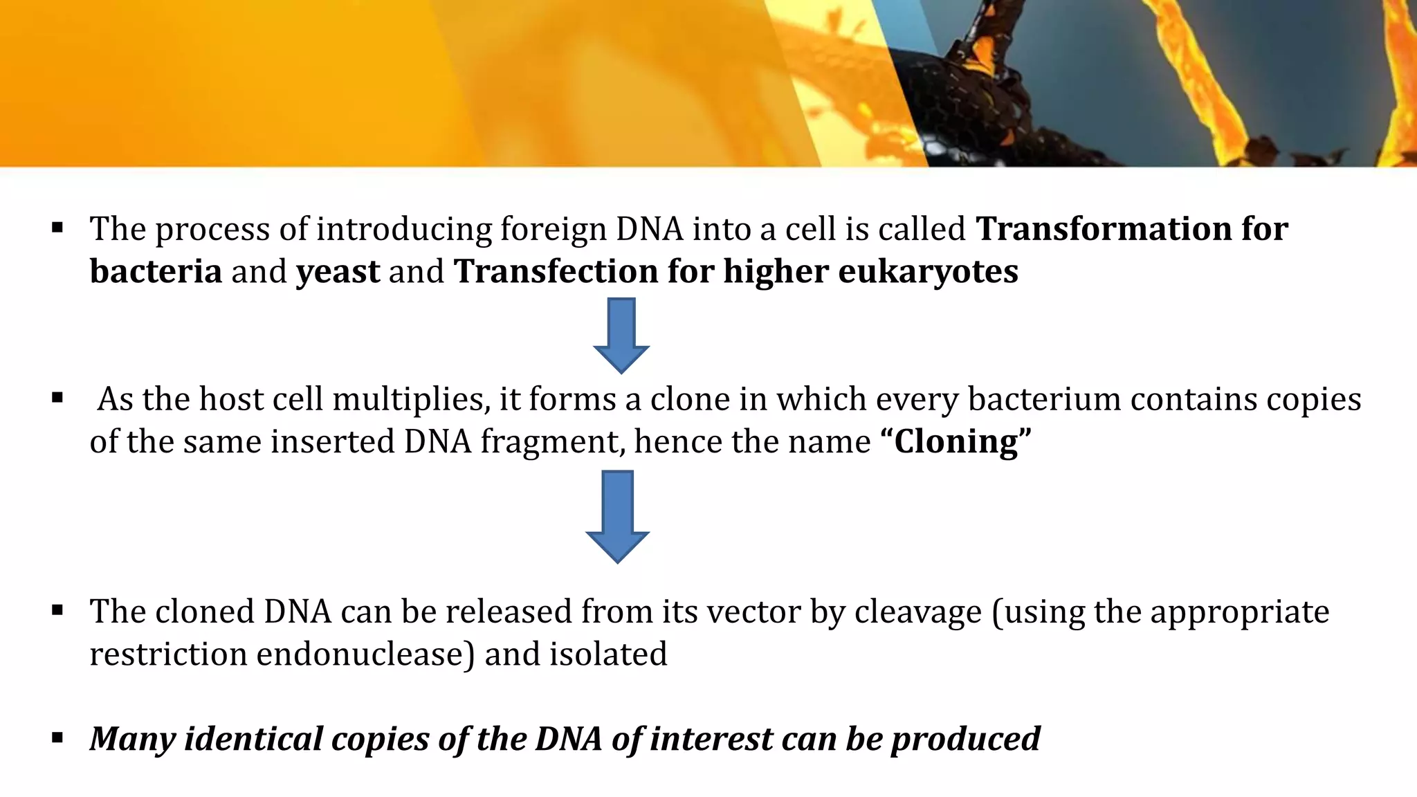  The process of introducing foreign DNA into a cell is called Transformation for
bacteria and yeast and Transfection for higher eukaryotes
 As the host cell multiplies, it forms a clone in which every bacterium contains copies
of the same inserted DNA fragment, hence the name “Cloning”
 The cloned DNA can be released from its vector by cleavage (using the appropriate
restriction endonuclease) and isolated
 Many identical copies of the DNA of interest can be produced
 