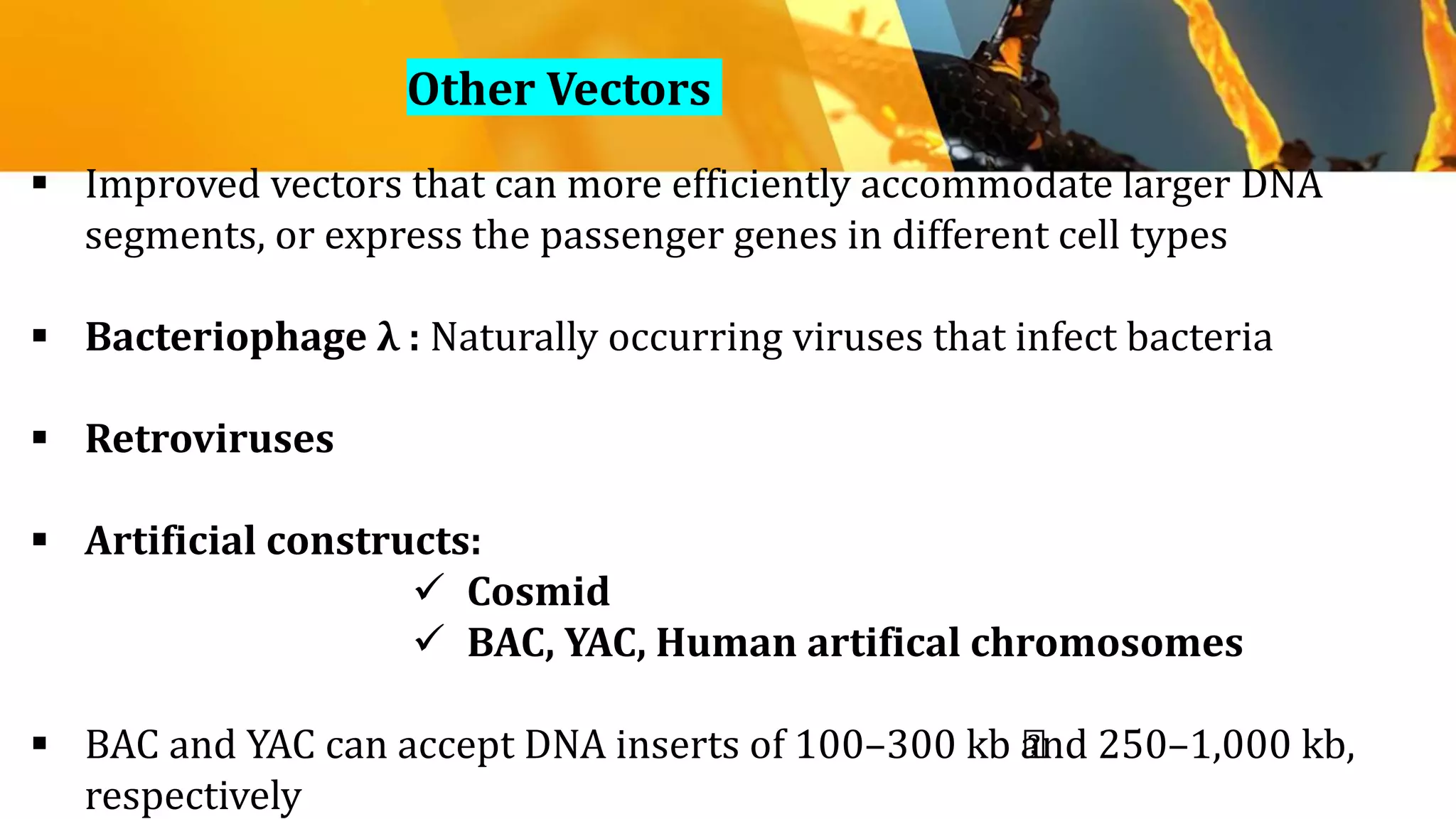  Improved vectors that can more efficiently accommodate larger DNA
segments, or express the passenger genes in different cell types
 Bacteriophage λ : Naturally occurring viruses that infect bacteria
 Retroviruses
 Artificial constructs:
 Cosmid
 BAC, YAC, Human artifical chromosomes
 BAC and YAC can accept DNA inserts of 100–300 kb ﻿and 250–1,000 kb,
respectively
Other Vectors
 