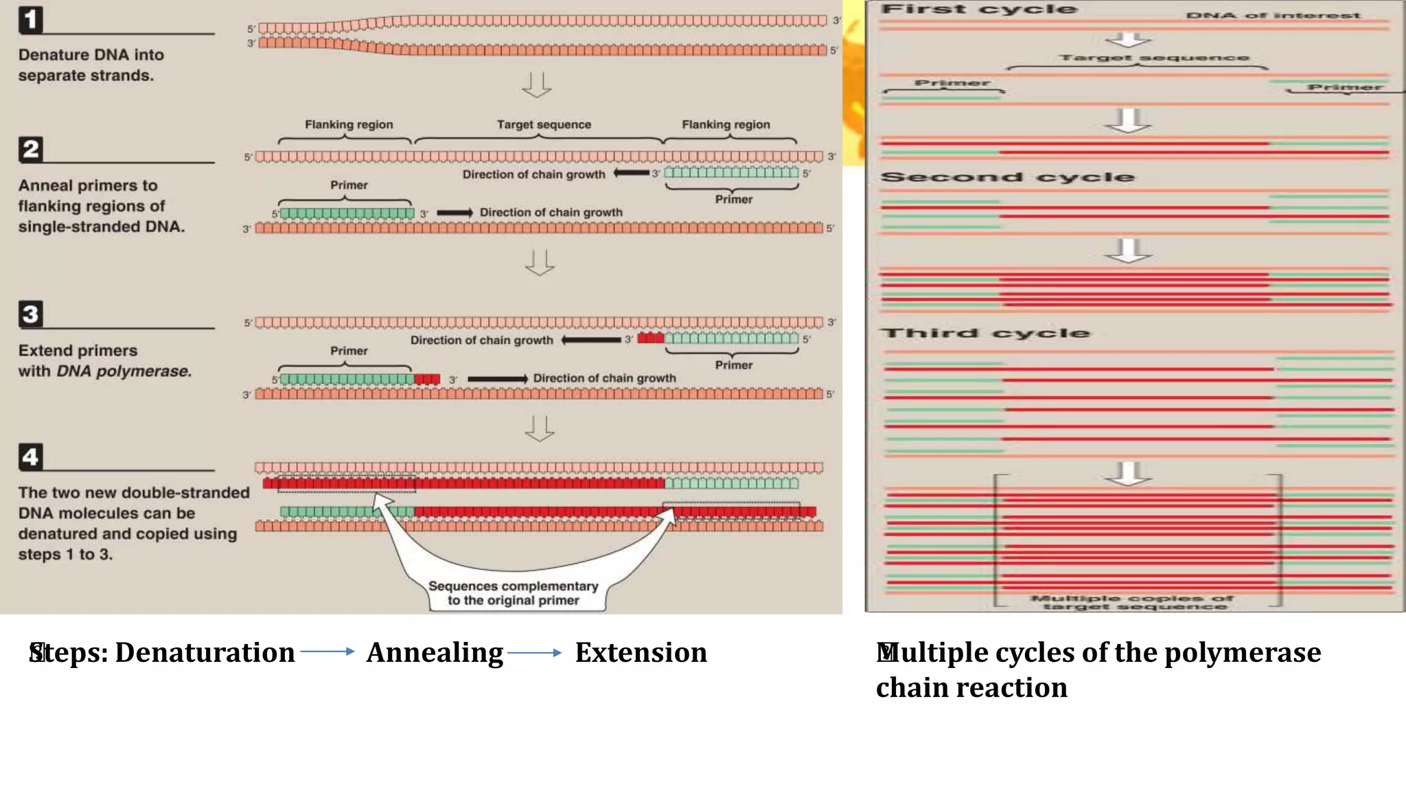 Steps: Denaturation Annealing Extension ﻿Multiple cycles of the polymerase
chain reaction
 