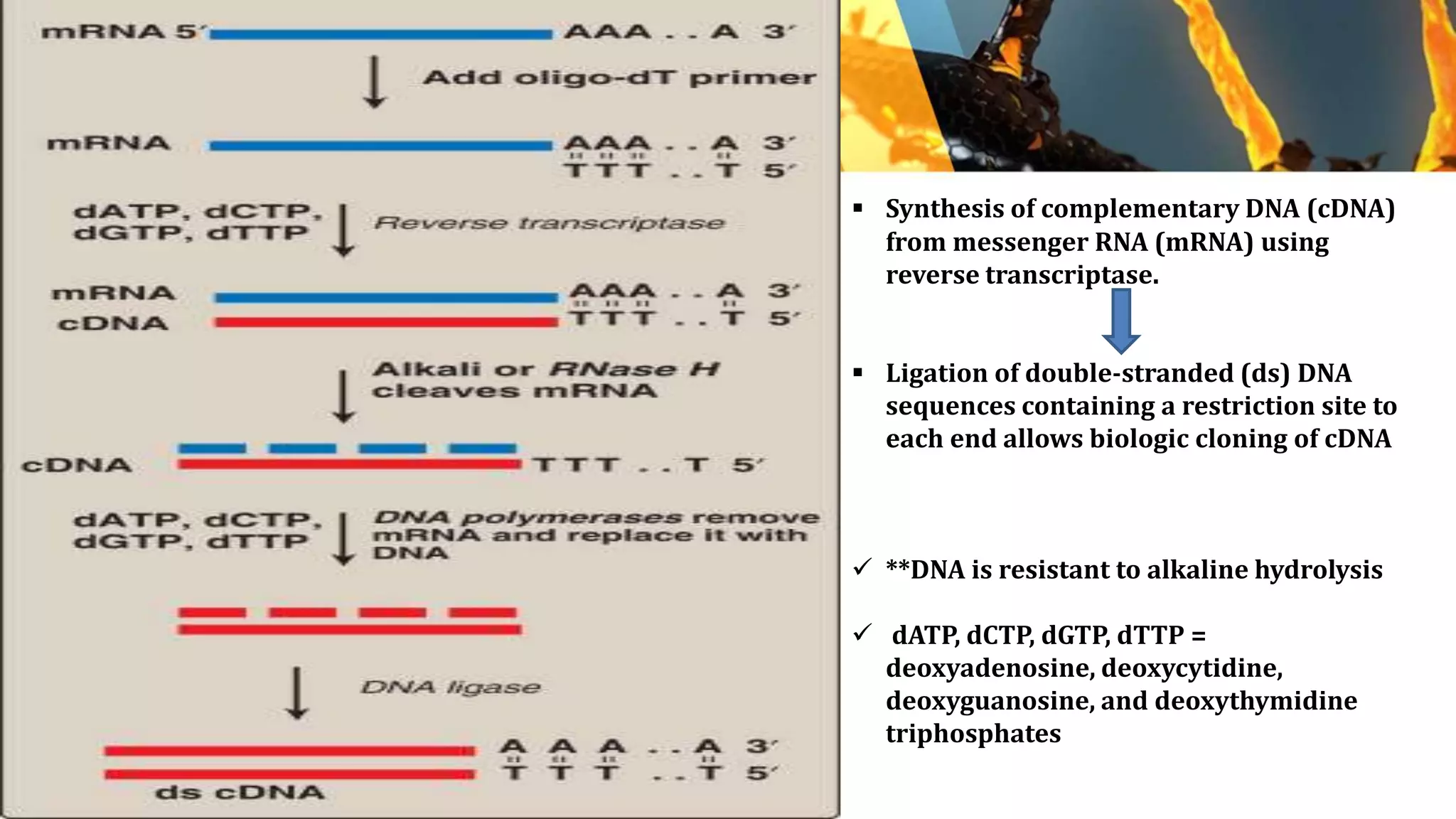  Synthesis of complementary DNA (cDNA)
from messenger RNA (mRNA) using
reverse transcriptase.
 Ligation of double-stranded (ds) DNA
sequences containing a restriction site to
each end allows biologic cloning of cDNA
 **DNA is resistant to alkaline hydrolysis
 dATP, dCTP, dGTP, dTTP =
deoxyadenosine, deoxycytidine,
deoxyguanosine, and deoxythymidine
triphosphates
 