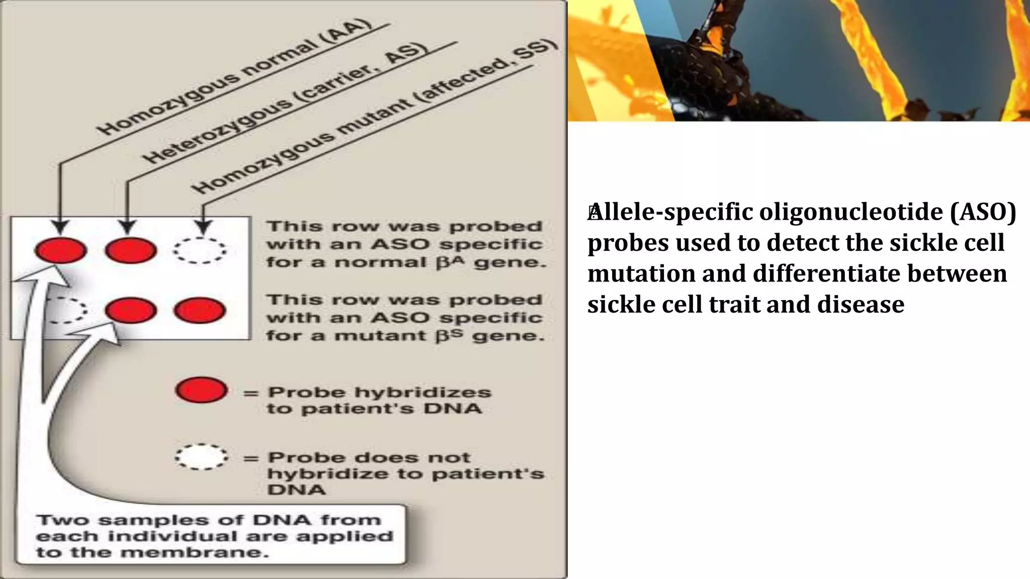 Allele-specific oligonucleotide (ASO)
probes used to detect the sickle cell
mutation and differentiate between
sickle cell trait and disease
 