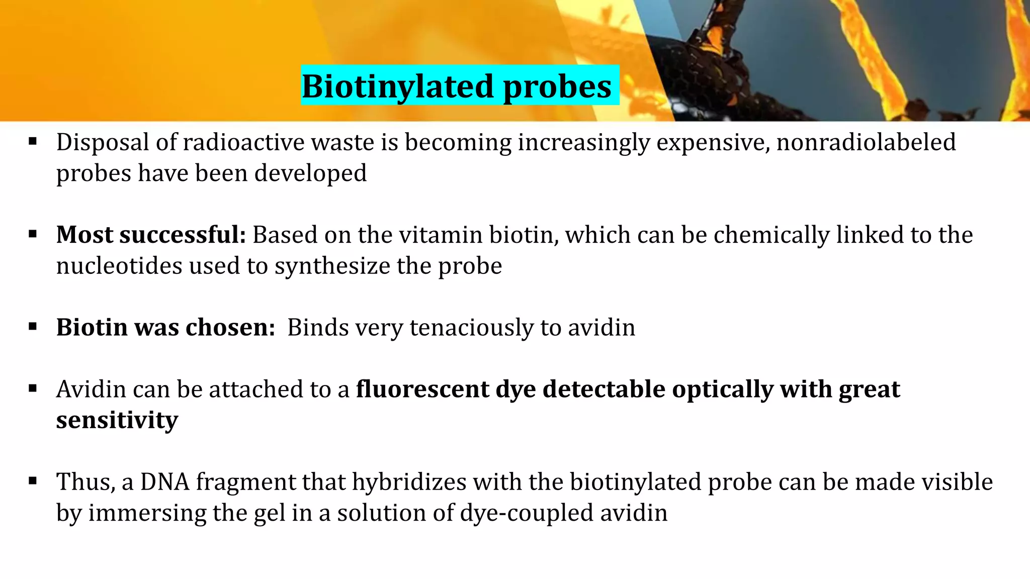  Disposal of radioactive waste is becoming increasingly expensive, nonradiolabeled
probes have been developed
 Most successful: Based on the vitamin biotin, which can be chemically linked to the
nucleotides used to synthesize the probe
 Biotin was chosen: Binds very tenaciously to avidin
 Avidin can be attached to a fluorescent dye detectable optically with great
sensitivity
 Thus, a DNA fragment that hybridizes with the biotinylated probe can be made visible
by immersing the gel in a solution of dye-coupled avidin
Biotinylated probes
 