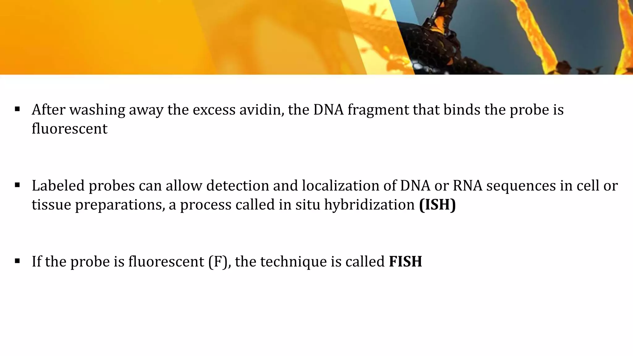  After washing away the excess avidin, the DNA fragment that binds the probe is
fluorescent
 Labeled probes can allow detection and localization of DNA or RNA sequences in cell or
tissue preparations, a process called in situ hybridization (ISH)
 If the probe is fluorescent (F), the technique is called FISH
 