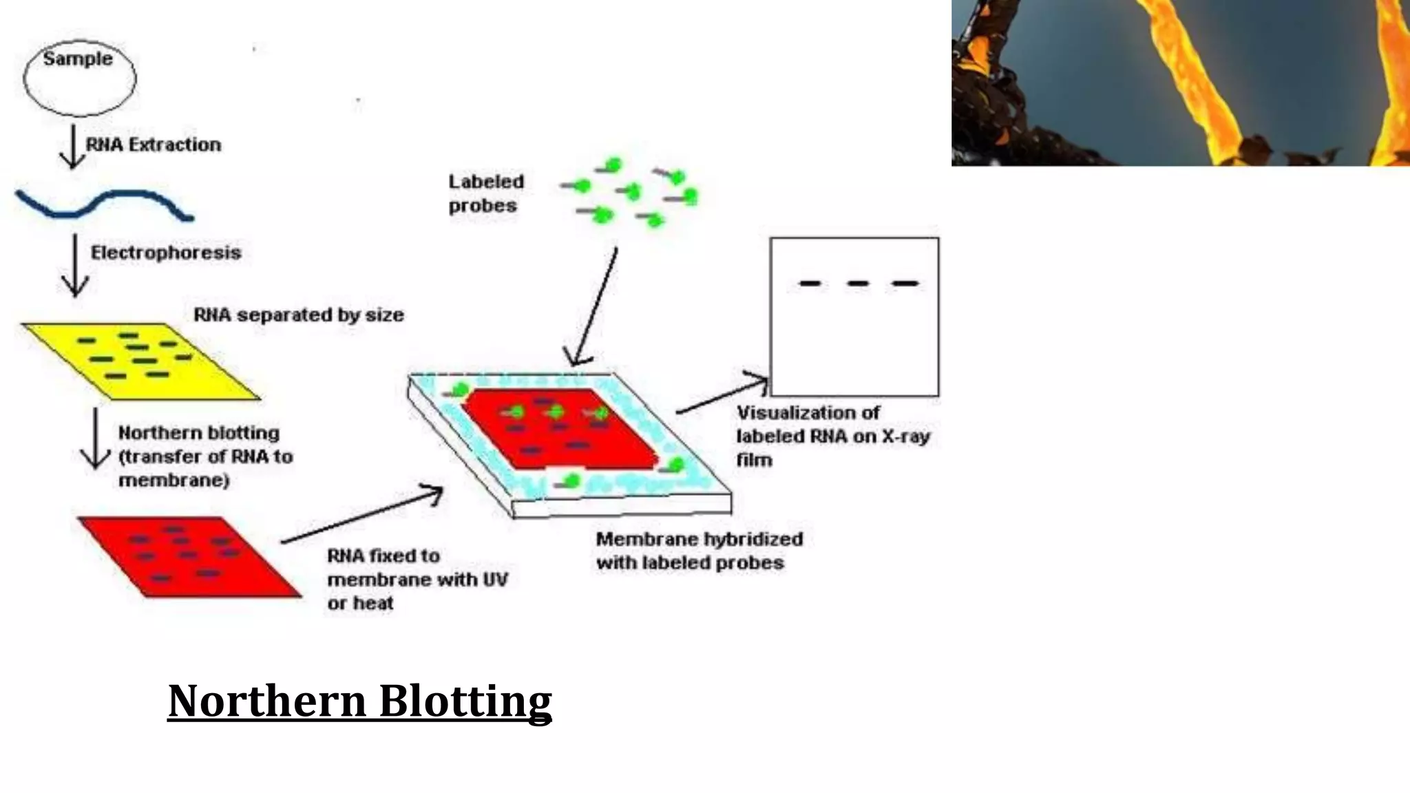 Northern Blotting
 