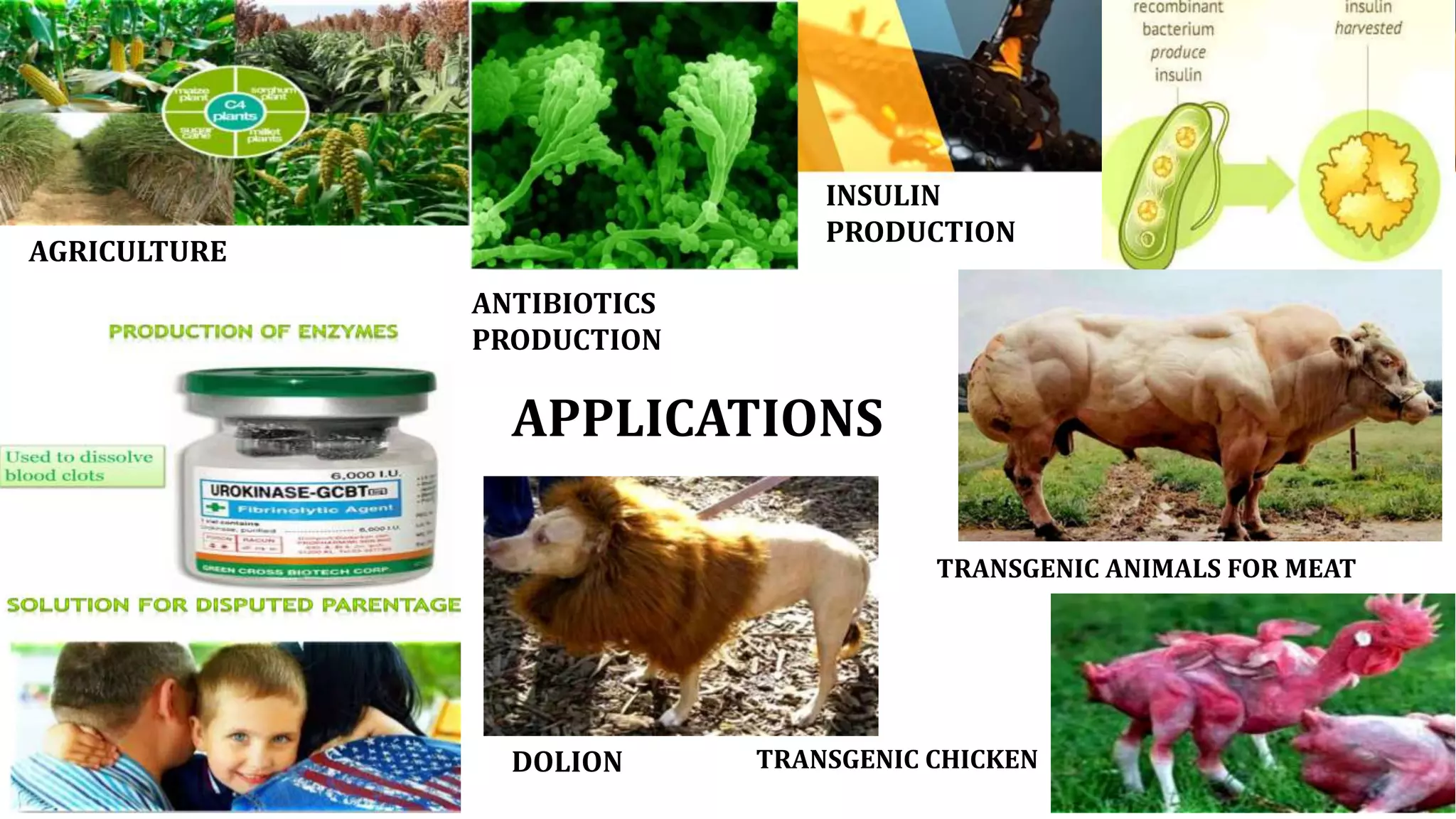 AGRICULTURE
ANTIBIOTICS
PRODUCTION
INSULIN
PRODUCTION
DOLION
TRANSGENIC ANIMALS FOR MEAT
TRANSGENIC CHICKEN
APPLICATIONS
 