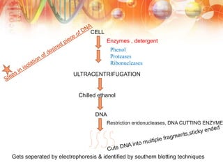 CELL
ULTRACENTRIFUGATION
Enzymes , detergent
Phenol
Proteases
Ribonucleases
Chilled ethanol
DNA
Restriction endonucleases, DNA CUTTING ENZYME
Gets seperated by electrophoresis & identified by southern blotting techniques
 