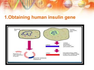 1.Obtaining human insulin gene
 