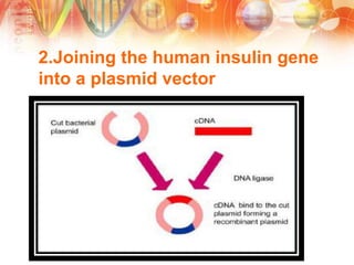2.Joining the human insulin gene
into a plasmid vector
 