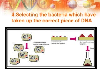 4.Selecting the bacteria which have
taken up the correct piece of DNA
 