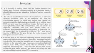 Recombinant DNA technology | PDF