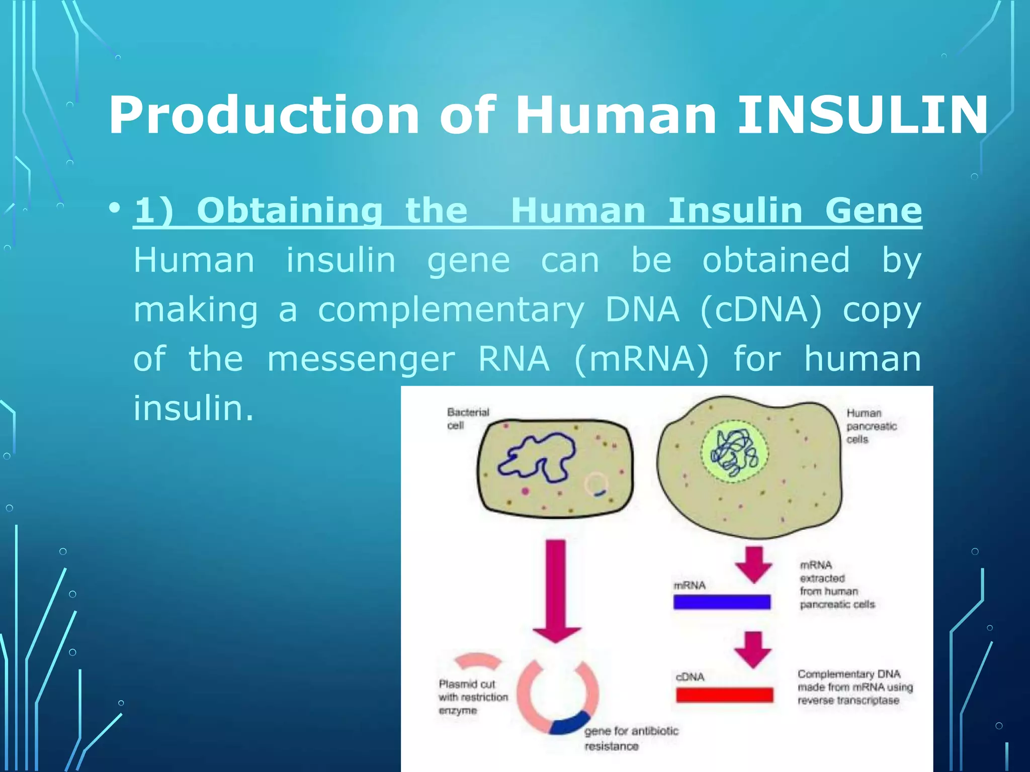 Production of Human INSULIN
• 1) Obtaining the Human Insulin Gene
Human insulin gene can be obtained by
making a complementary DNA (cDNA) copy
of the messenger RNA (mRNA) for human
insulin.
 