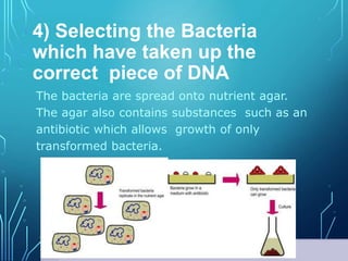 4) Selecting the Bacteria
which have taken up the
correct piece of DNA
The bacteria are spread onto nutrient agar.
The agar also contains substances such as an
antibiotic which allows growth of only
transformed bacteria.
 