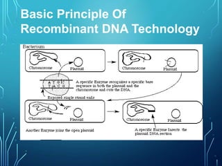 Basic Principle Of
Recombinant DNA Technology
 