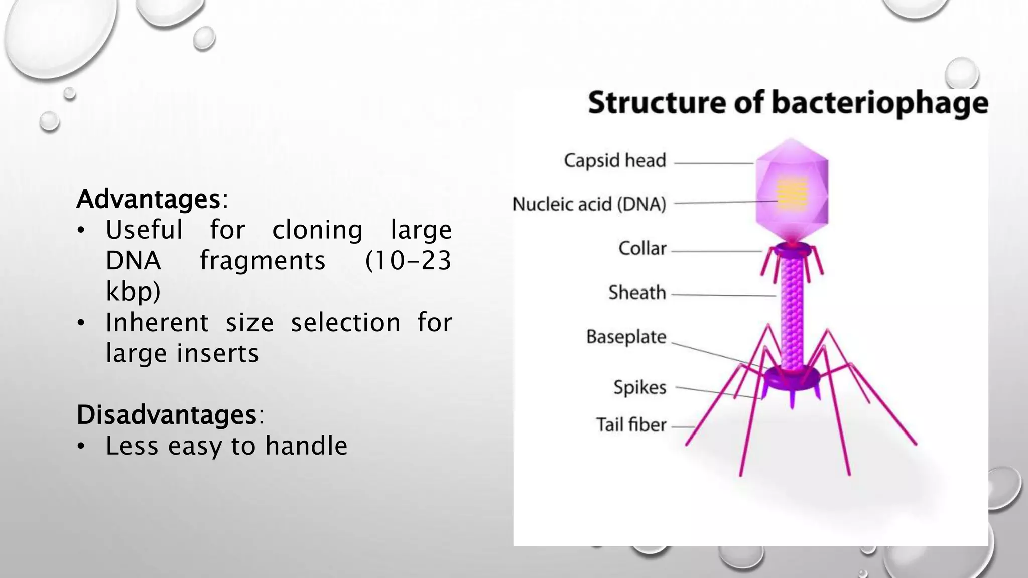 Advantages:
• Useful for cloning large
DNA fragments (10-23
kbp)
• Inherent size selection for
large inserts
Disadvantages:
• Less easy to handle
 