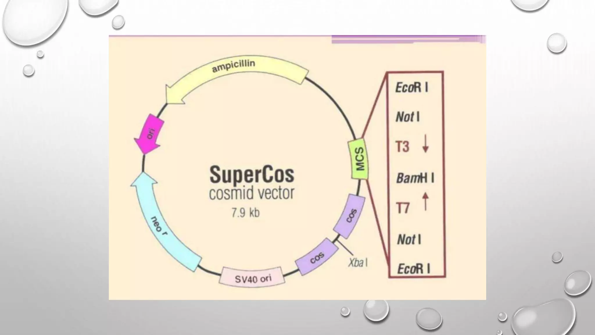 RECOMBINANT DNA TECHNOLOGY.pptx
