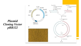 Plasmid
Cloning Vector
pRB322
 