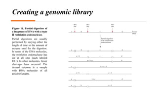 Creating a genomic library
Figure 11. Partial digestion of
a fragment of DNA with a type
II restriction endonuclease.
Partial digestions are usually
performed by varying either the
length of time or the amount of
enzyme used for the digestion.
In some of the DNA molecules,
the restriction endonuclease has
cut at all sites (each labeled
RE1). In other molecules, fewer
cleavages have occurred. The
desired outcome is a sample
with DNA molecules of all
possible lengths.
 
