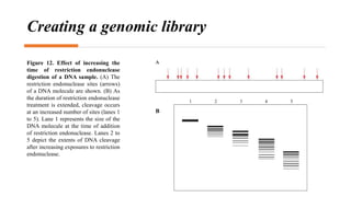 Creating a genomic library
Figure 12. Effect of increasing the
time of restriction endonuclease
digestion of a DNA sample. (A) The
restriction endonuclease sites (arrows)
of a DNA molecule are shown. (B) As
the duration of restriction endonuclease
treatment is extended, cleavage occurs
at an increased number of sites (lanes 1
to 5). Lane 1 represents the size of the
DNA molecule at the time of addition
of restriction endonuclease. Lanes 2 to
5 depict the extents of DNA cleavage
after increasing exposures to restriction
endonuclease.
B
 