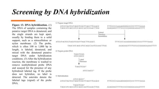 Screening by DNA hybridization
Figure 13. DNA hybridization. (1)
The DNA of samples containing the
putative target DNA is denatured, and
the single strands are kept apart,
usually by binding them to a solid
support, such as a nitrocellulose or
nylon membrane. (2) The probe,
which is often 100 to 1,000 bp in
length, is labeled, denatured, and
mixed with the denatured putative
target DNA under hybridization
conditions. (3) After the hybridization
reaction, the membrane is washed to
remove nonhybridized probe DNA
and assayed for the presence of any
hybridized labeled tag. If the probe
does not hybridize, no label is
detected. The asterisks denote the
labeled tags (signal) of the probe
DNA.
 