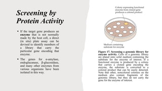 Screening by
Protein Activity
 If the target gene produces an
enzyme that is not normally
made by the host cell, a direct
(in situ) plate assay can be
devised to identify members of
a library that carry the
particular gene encoding that
enzyme.
 The genes for α-amylase,
endoglucanase, β-glucosidase,
and many other enzymes from
various organisms have been
isolated in this way.
Figure 17. Screening a genomic library for
enzyme activity. Cells of a genomic library
are plated onto solid medium containing the
substrate for the enzyme of interest. If a
functional enzyme is produced by a colony
that carries a cloned gene encoding the
enzyme, the substrate is converted to a
colored product that can be easily detected.
Note that other, noncolored colonies on the
medium also contain fragments of the
genomic library, but they do not carry the
gene for the enzyme of interest.
 