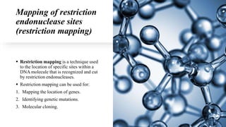 Mapping of restriction
endonuclease sites
(restriction mapping)
 Restriction mapping is a technique used
to the location of specific sites within a
DNA molecule that is recognized and cut
by restriction endonucleases.
 Restriction mapping can be used for:
1. Mapping the location of genes.
2. Identifying genetic mutations.
3. Molecular cloning.
 