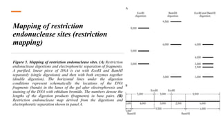 Mapping of restriction
endonuclease sites (restriction
mapping)
Figure 5. Mapping of restriction endonuclease sites. (A) Restriction
endonuclease digestions and electrophoretic separation of fragments.
A purified, linear piece of DNA is cut with EcoRI and BamHI
separately (single digestions) and then with both enzymes together
(double digestion). The horizontal lines under the digestion
conditions represent schematically the locations of the DNA
fragments (bands) in the lanes of the gel after electrophoresis and
staining of the DNA with ethidium bromide. The numbers denote the
lengths of the digestion products (fragments) in base pairs. (B)
Restriction endonuclease map derived from the digestions and
electrophoretic separation shown in panel A.
 