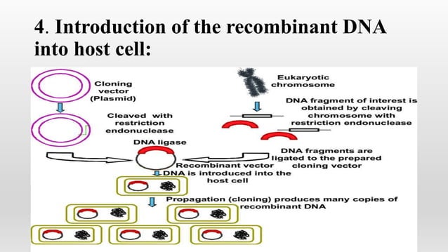 RECOMBINANT DNA TECHNOLOGY PRESENTATIONS | PPT