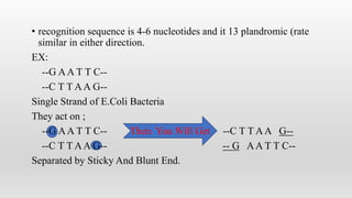 • recognition sequence is 4-6 nucleotides and it 13 plandromic (rate
similar in either direction.
EX:
--G AA T T C--
--C T T AA G--
Single Strand of E.Coli Bacteria
They act on ;
--G AA T T C-- Then You Will Get --C T T AA G--
--C T T AA G-- -- G AA T T C--
Separated by Sticky And Blunt End.
 