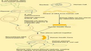 RECOMBINANT DNA TECHNOLOGY PRESENTATIONS