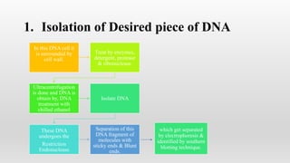 1. Isolation of Desired piece of DNA
In this DNA cell it
is surrounded by
cell wall.
Treat by enzymes,
detergent, protease
& ribonuclease.
Ultracentrifugation
is done and DNA is
obtain by, DNA
treatment with
chilled ethanol
Isolate DNA
These DNA
undergoes the
Restriction
Endonuclease
Separation of this
DNA fragment of
molecules with
sticky ends & Blunt
ends.
which get separated
by electrophoresis &
identified by southern
blotting technique.
 