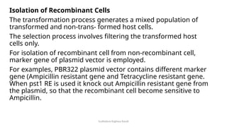 Gudladona Raghava Ravali
Isolation of Recombinant Cells
The transformation process generates a mixed population of
transformed and non-trans- formed host cells.
The selection process involves filtering the transformed host
cells only.
For isolation of recombinant cell from non-recombinant cell,
marker gene of plasmid vector is employed.
For examples, PBR322 plasmid vector contains different marker
gene (Ampicillin resistant gene and Tetracycline resistant gene.
When pst1 RE is used it knock out Ampicillin resistant gene from
the plasmid, so that the recombinant cell become sensitive to
Ampicillin.
 