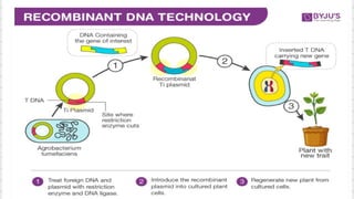 RECOMBINANT DNA TECHNOLOGY OR GENETIC ENGINEERING pptx | PPTX