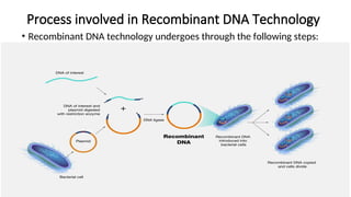 Process Involved In Genetic Engineering Recombinant DNA technology. Application of genetic engineering in ...