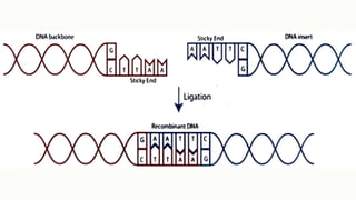 Recombinant DNA Technology- Application of genetic engineering in ...