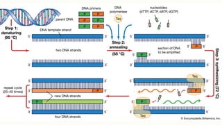 Recombinant DNA Technology- Application of genetic engineering in ...