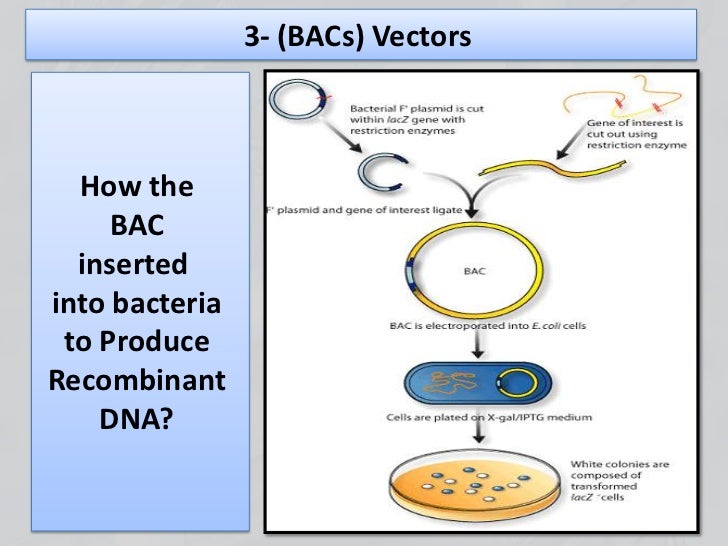 Recombinant dna technology.pptx mona