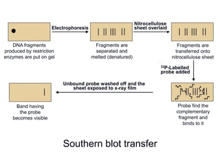 Southern blot transfer
Unbound probe washed off and the
sheet exposed to x-ray film
32P-Labelled
probe added
Nitrocellulose
sheet overlaidElectrophoresis
Band having
the probe
becomes visible
Probe find the
complementary
fragment and
binds to it
Fragments are
transferred onto
nitrocellulose sheet
Fragments are
separated and
melted (denatured)
DNA fragments
produced by restriction
enzymes are put on gel
 