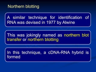 A similar technique for identification of
RNA was devised in 1977 by Alwine
This was jokingly named as northern blot
transfer or northern blotting
In this technique, a cDNA-RNA hybrid is
formed
Northern blotting
 