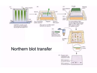 Northern blot transfer
 