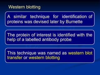 A similar technique for identification of
proteins was devised later by Burnette
The protein of interest is identified with the
help of a labelled antibody probe
This technique was named as western blot
transfer or western blotting
Western blotting
 