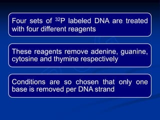 Four sets of 32P labeled DNA are treated
with four different reagents
These reagents remove adenine, guanine,
cytosine and thymine respectively
Conditions are so chosen that only one
base is removed per DNA strand
 