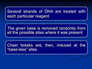 Several strands of DNA are treated with
each particular reagent
The given base is removed randomly from
all the possible sites where it was present
Chain breaks are, then, induced at the
“base-less” sites
 