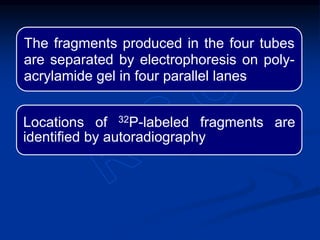 The fragments produced in the four tubes
are separated by electrophoresis on poly-
acrylamide gel in four parallel lanes
Locations of 32P-labeled fragments are
identified by autoradiography
 