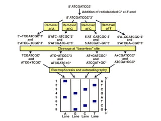 5’ ATCGATCG3’
5’ ATCGATCGC*3’
Addition of radiolabeled C* at 3’-end
5’–TCGATCGC*3’
and
5’ATCG–TCGC*3’
5’ATC–ATCGC*3’
and
5’ATCGATC–C*3’
5’AT–GATCGC*3’
and
5’ATCGAT–GC*3’
5’A–CGATCGC*3’
and
5’ATCGA–CGC*3’
TCGATCGC*
and
ATCG+TCGC*
ATC+ATCGC*3
and
ATCGATC+C*
AT+GATCGC*
and
ATCGAT+GC*
A+CGATCGC*
and
ATCGA+CGC*
1
2
3
4
5
6
7
8
5´
3´A
Lane
G
Lane
C
Lane
T
Lane
A
T
C
G
A
T
C
G
Removal
of T
Removal
of C
Removal
of G
Removal
of A
Electrophoresis and autoradiography
Cleavage at “base-less” site
 